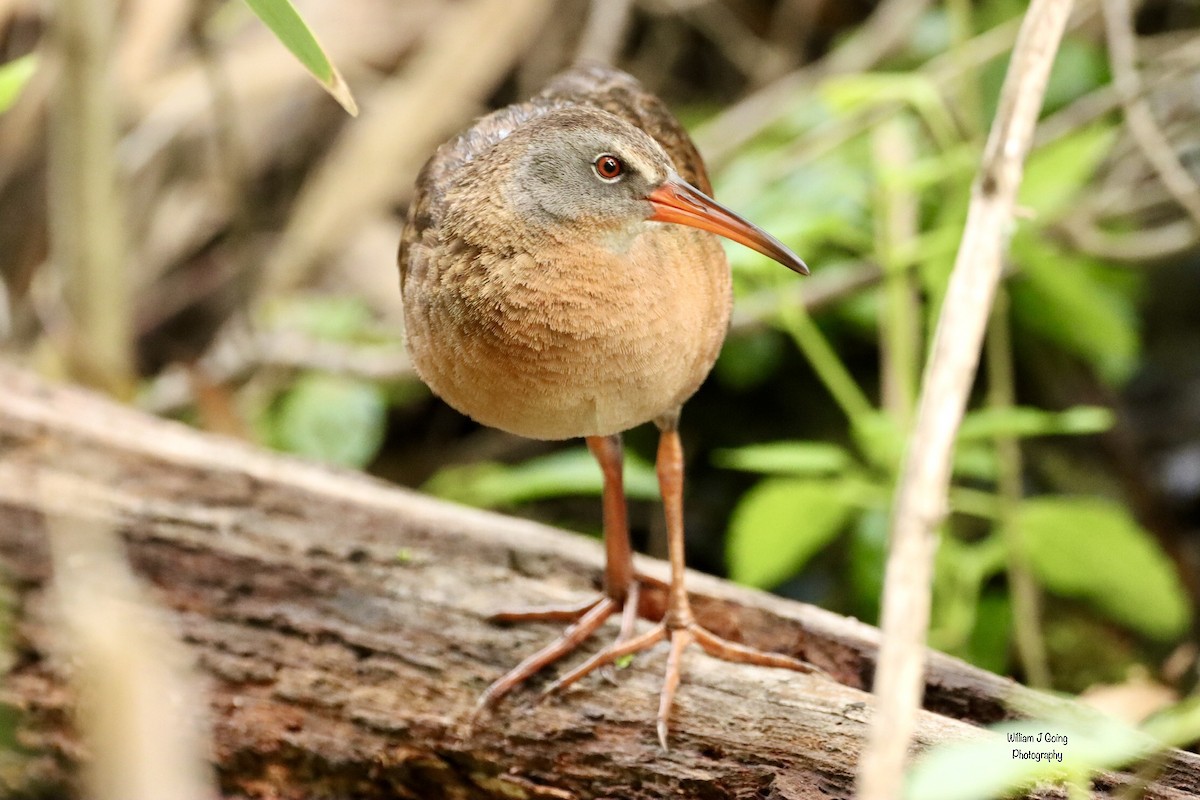 Virginia Rail - William Going