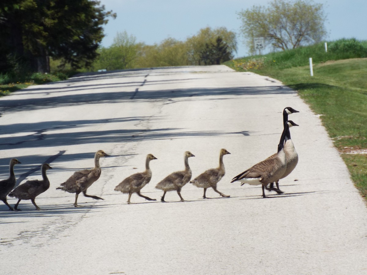 Canada Goose - Julie Woodcock