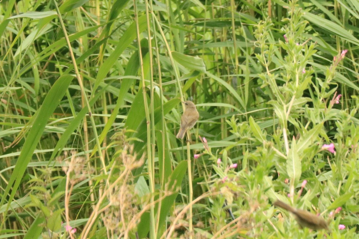 Common Reed Warbler - Jan Roedolf