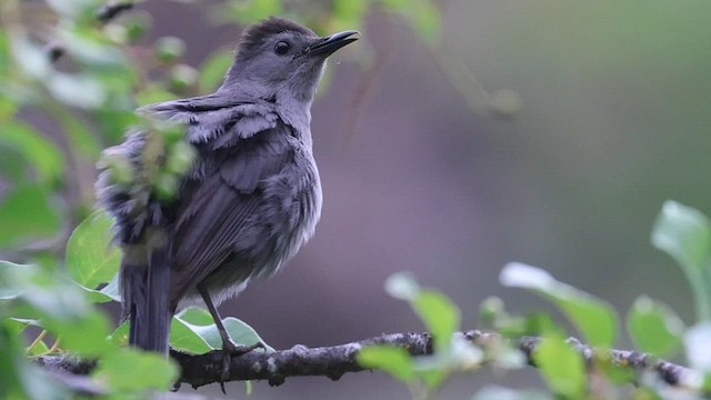 Pájaro Gato Gris - ML594038311