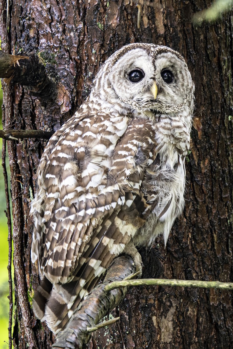 Barred Owl - ML594038591
