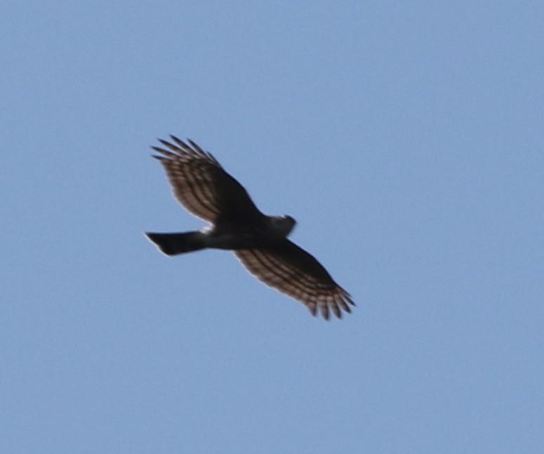 Sharp-shinned Hawk - Jeffrey Blalock