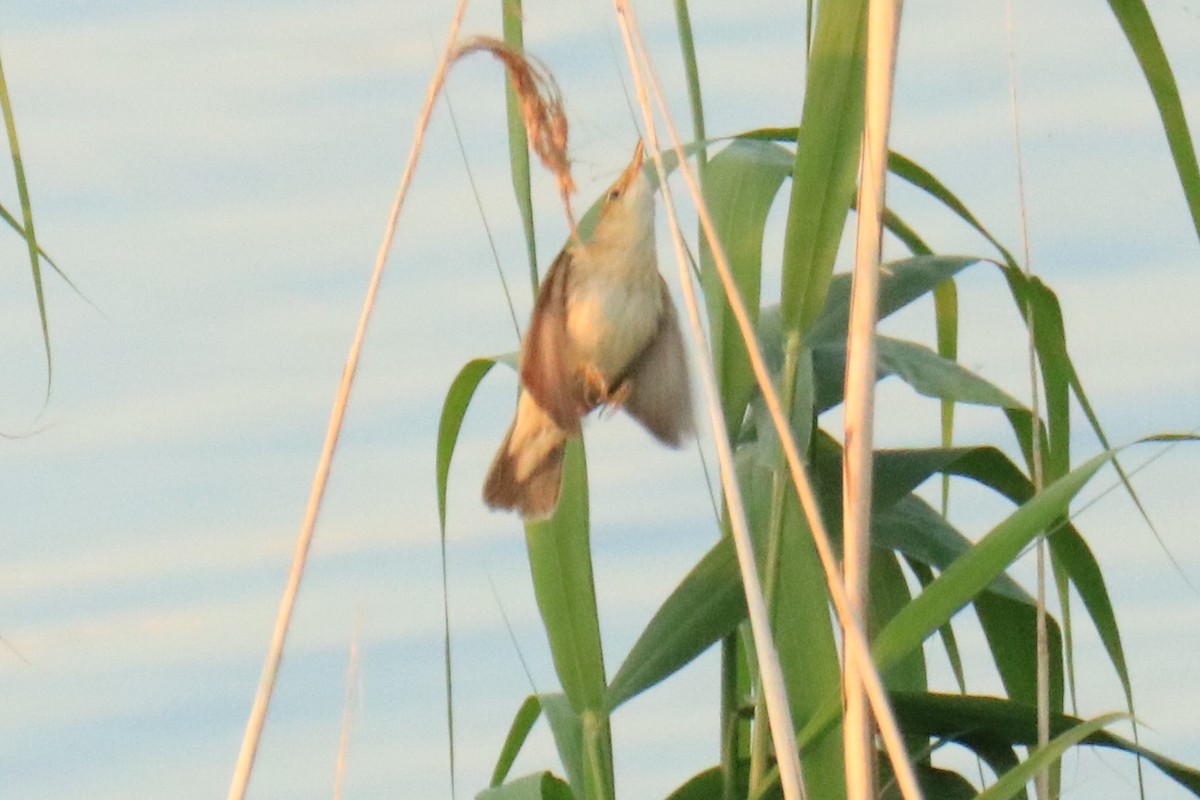 Common Reed Warbler - ML594038971