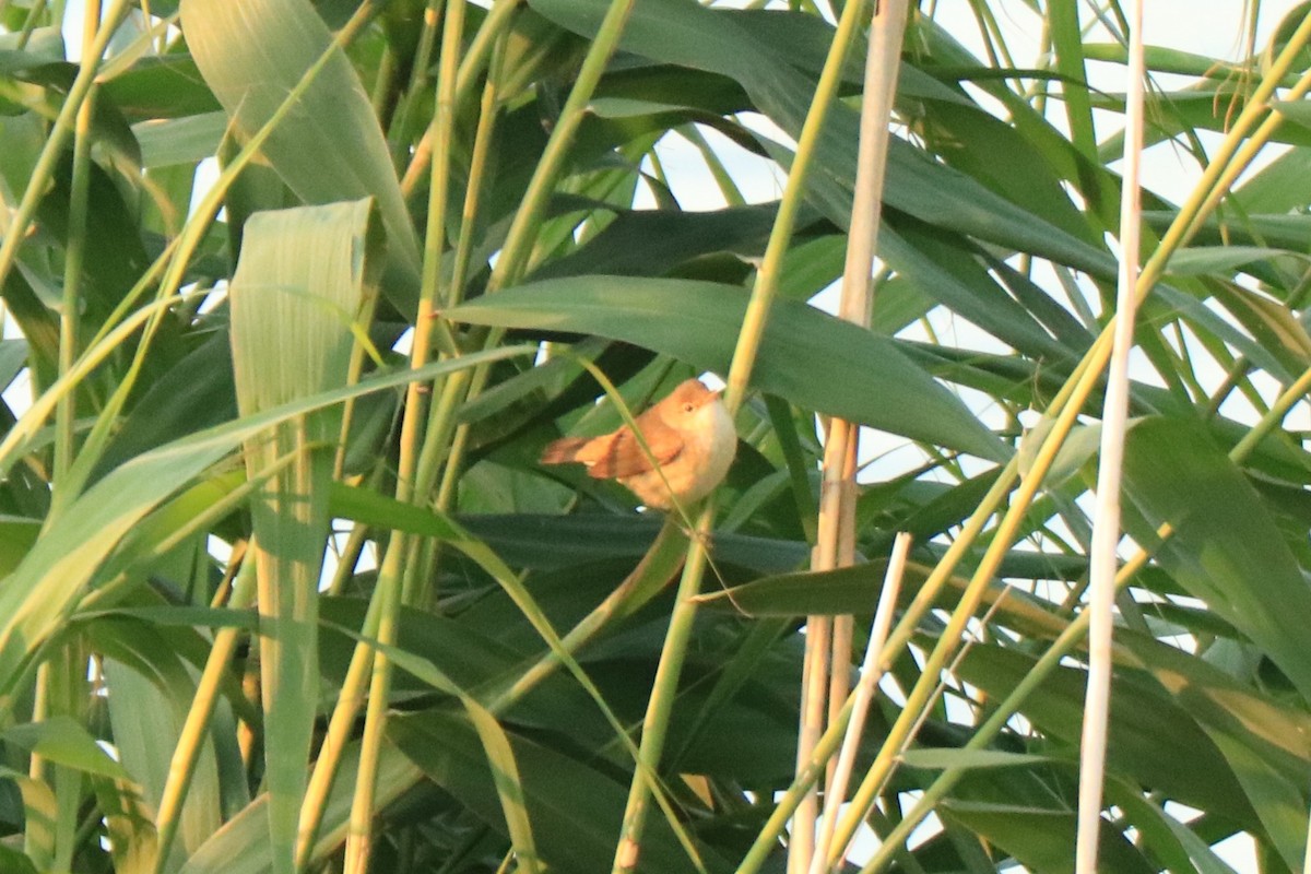 Common Reed Warbler - Jan Roedolf