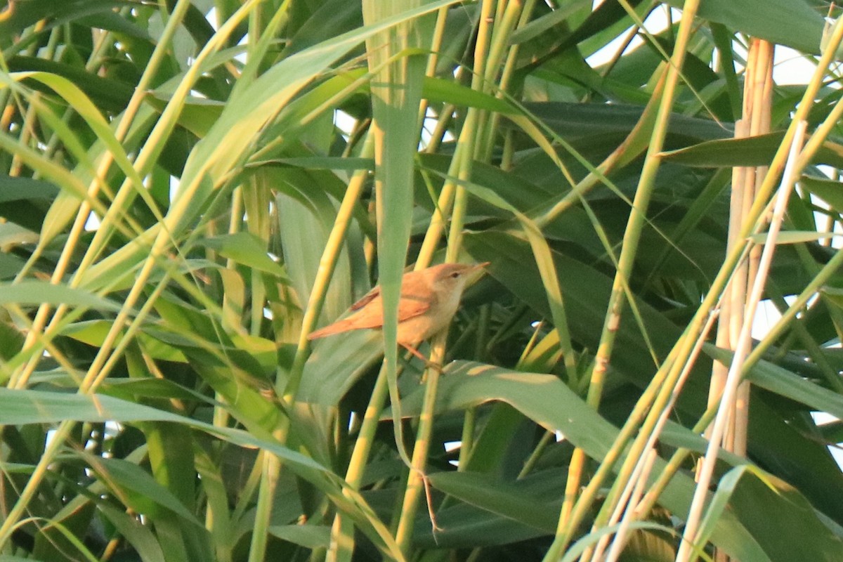 Common Reed Warbler - ML594039241