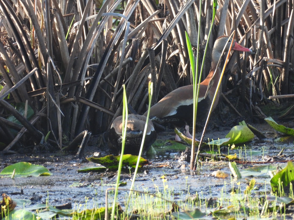 Black-bellied Whistling-Duck - ML594039651