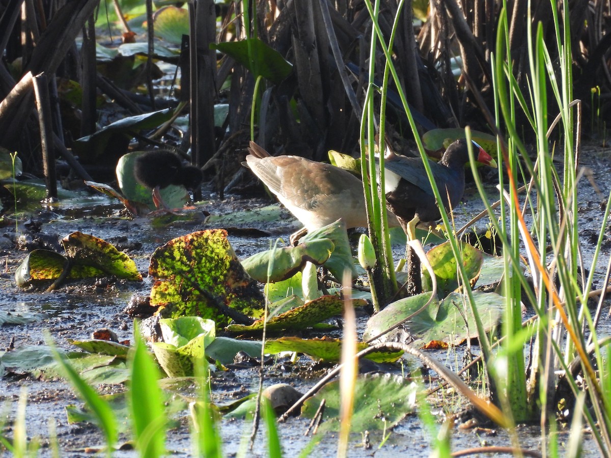 Purple Gallinule - ML594039891