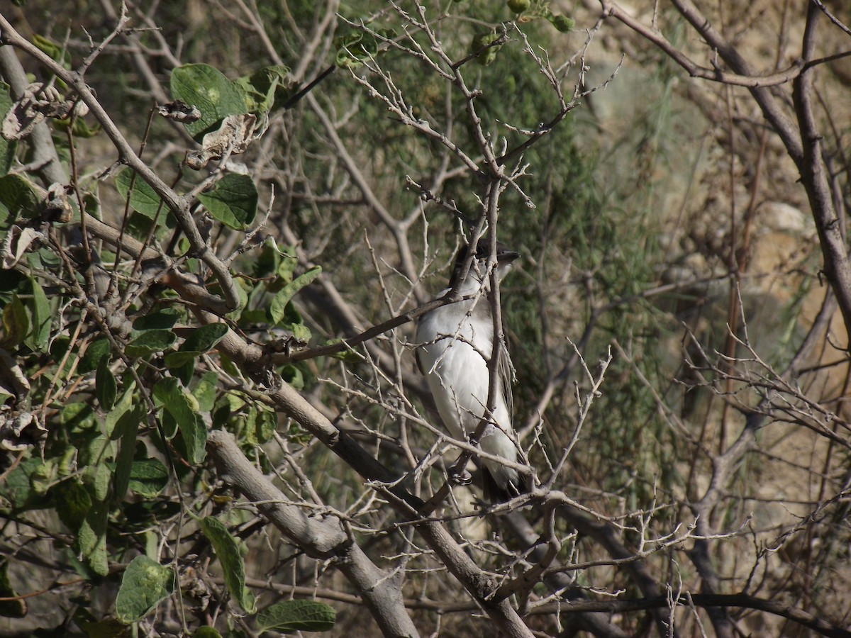 Eastern Kingbird - ML594040021