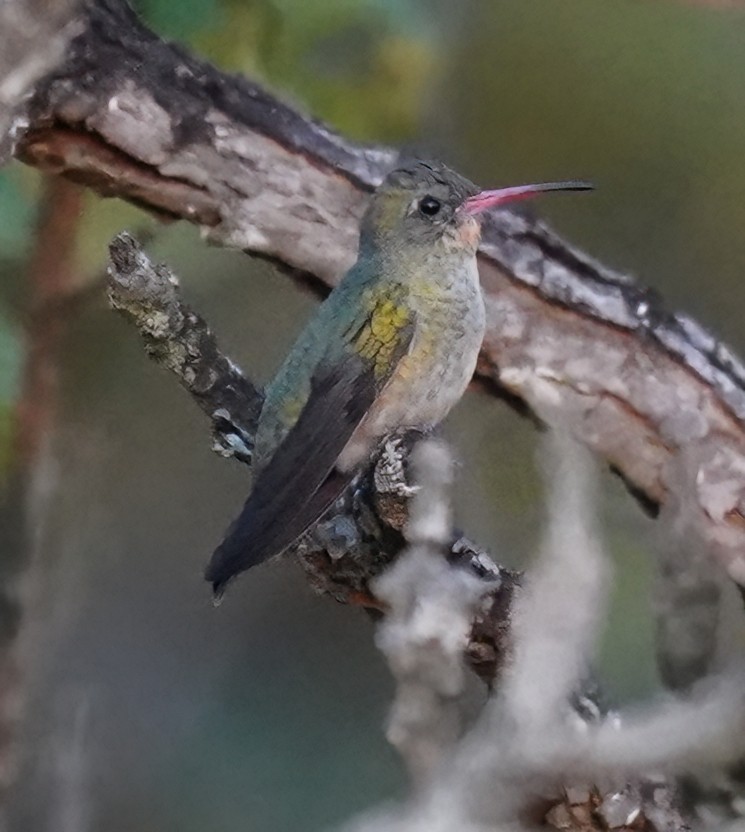 Gilded Hummingbird - ML594040371
