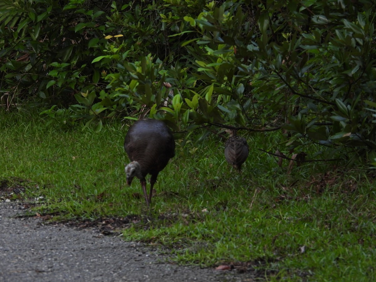 Wild Turkey - ML594040381