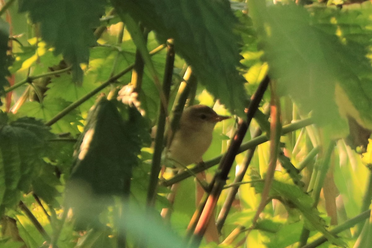 Common Reed Warbler - ML594040811