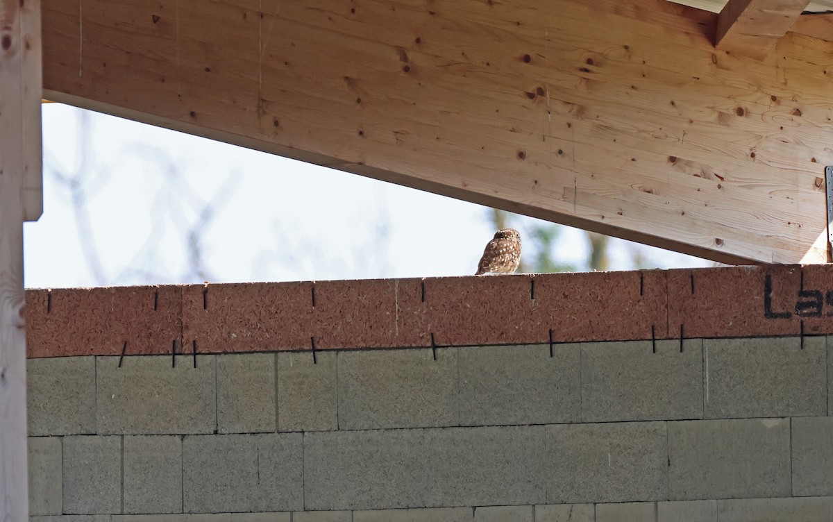 Little Owl (Little) - ML594041211