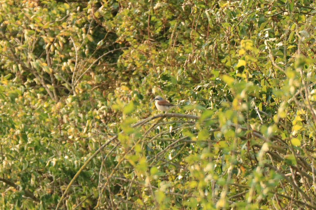 Red-backed Shrike - ML594041461