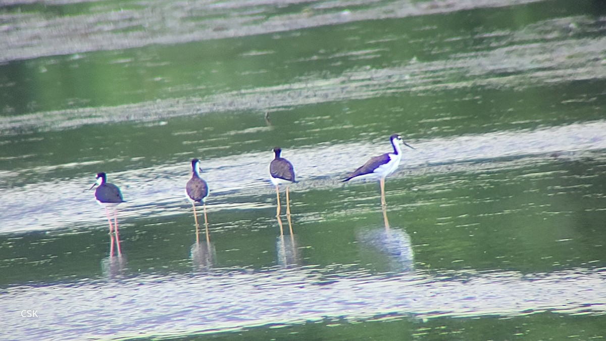 Black-necked Stilt - ML594041751