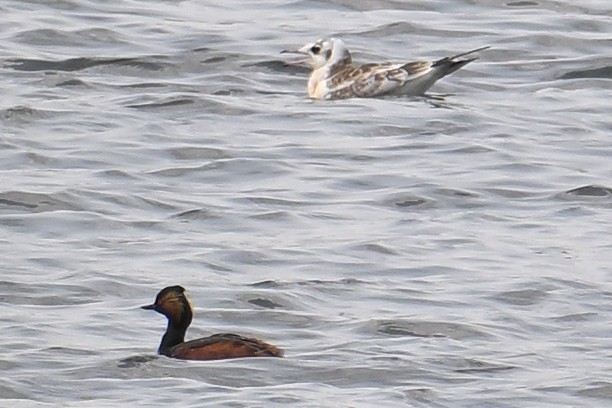 Eared Grebe - ML594041841