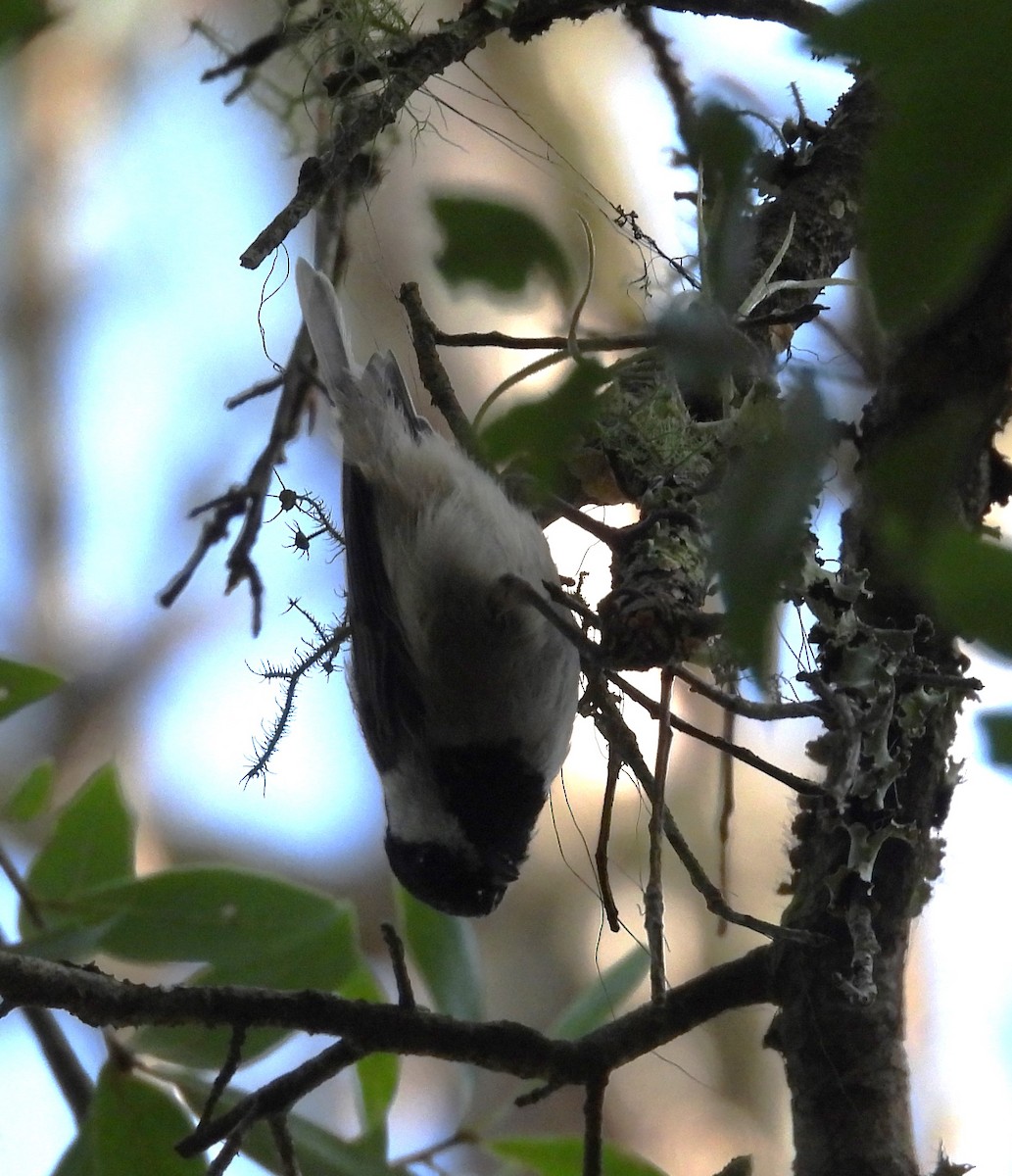 Carolina Chickadee - ML594042151