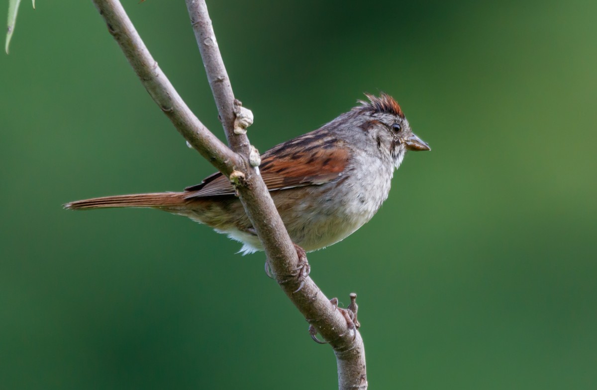 Swamp Sparrow - ML594042591