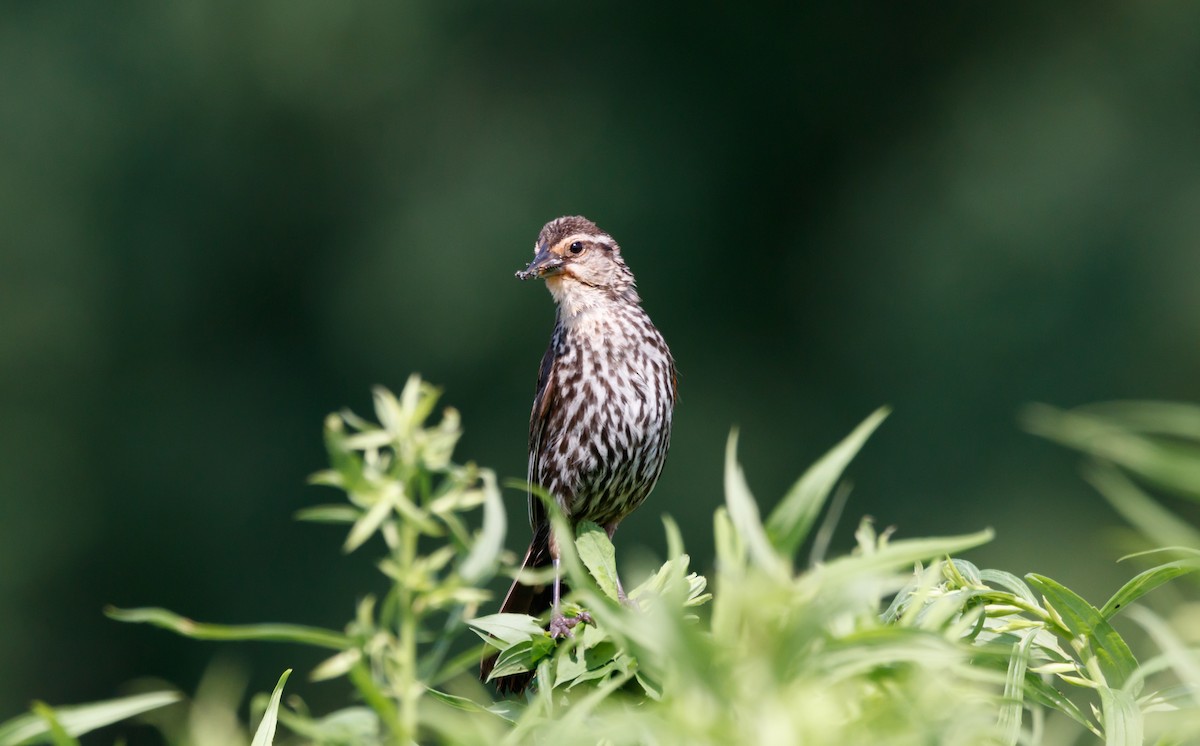 Red-winged Blackbird - ML594042991