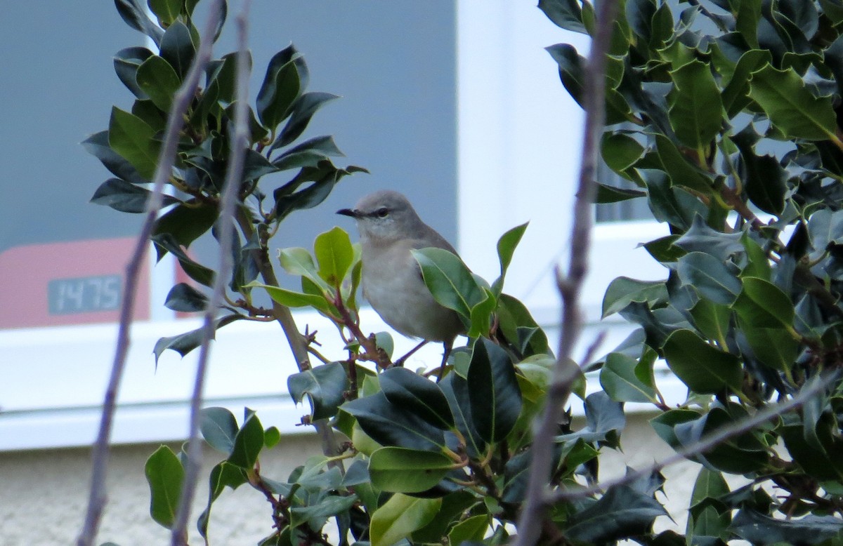 Northern Mockingbird - ML594043371