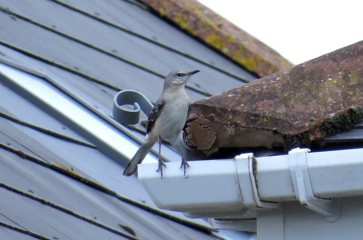 Northern Mockingbird - ML594043381