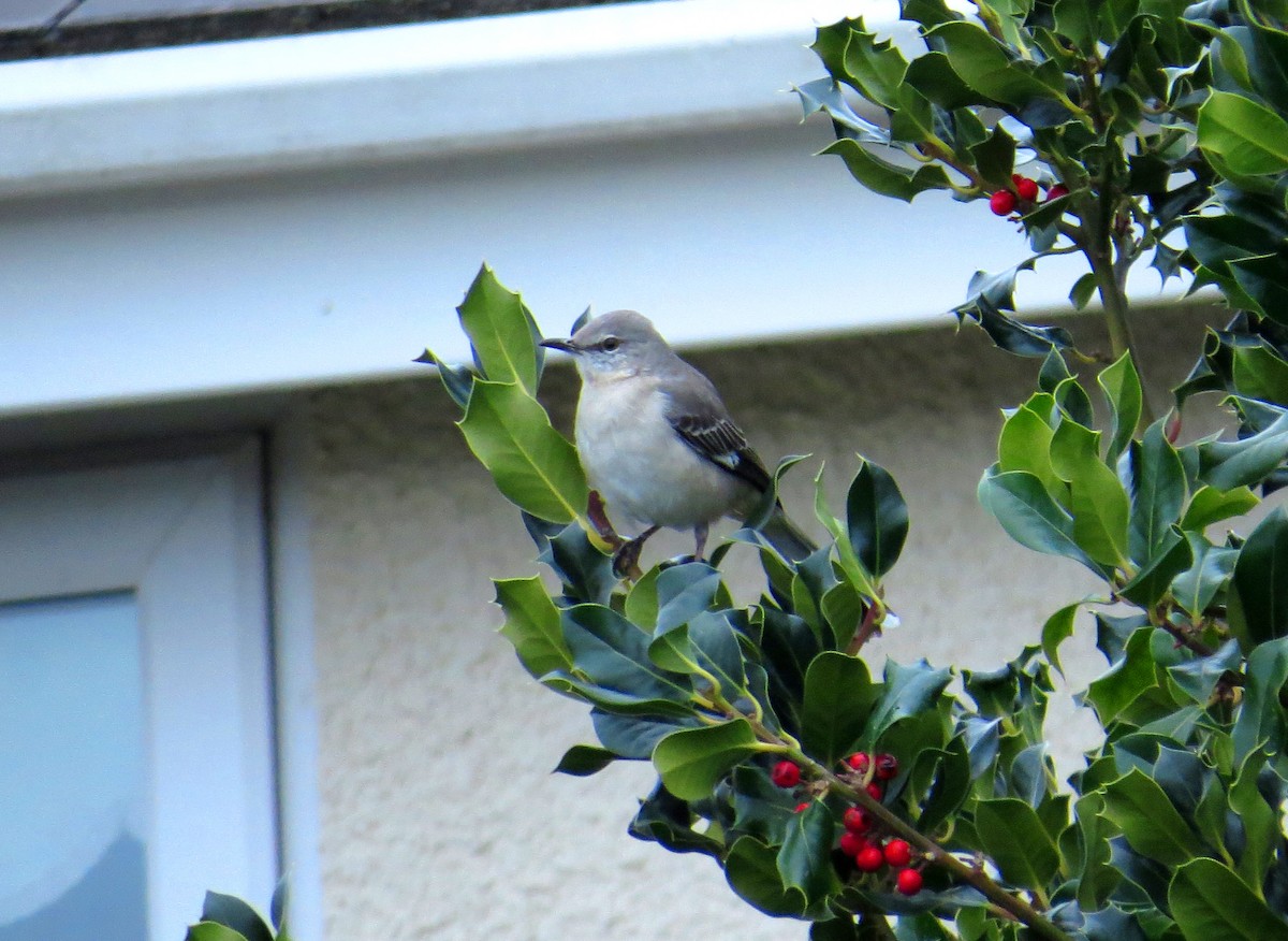 Northern Mockingbird - ML594043401