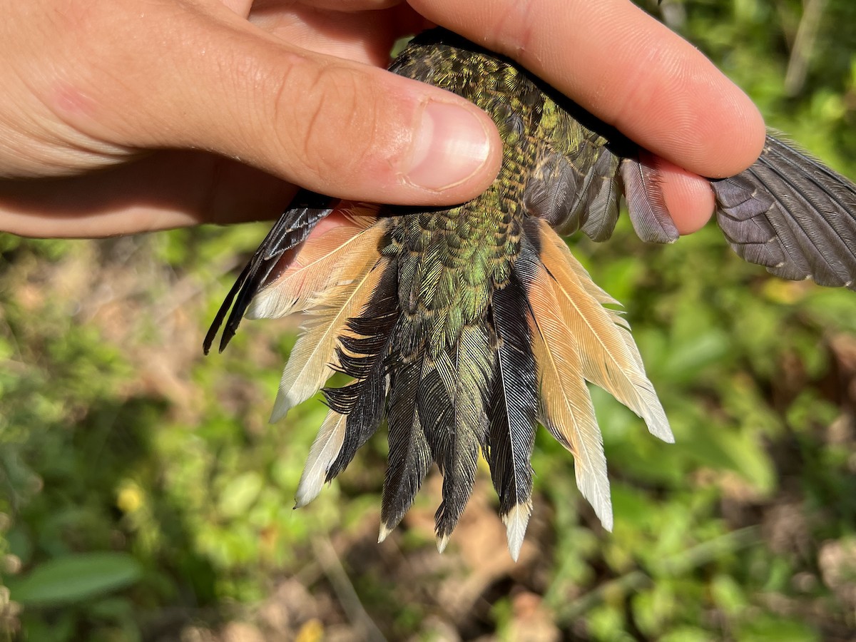 Buff-tailed Sicklebill - Chris Sayers