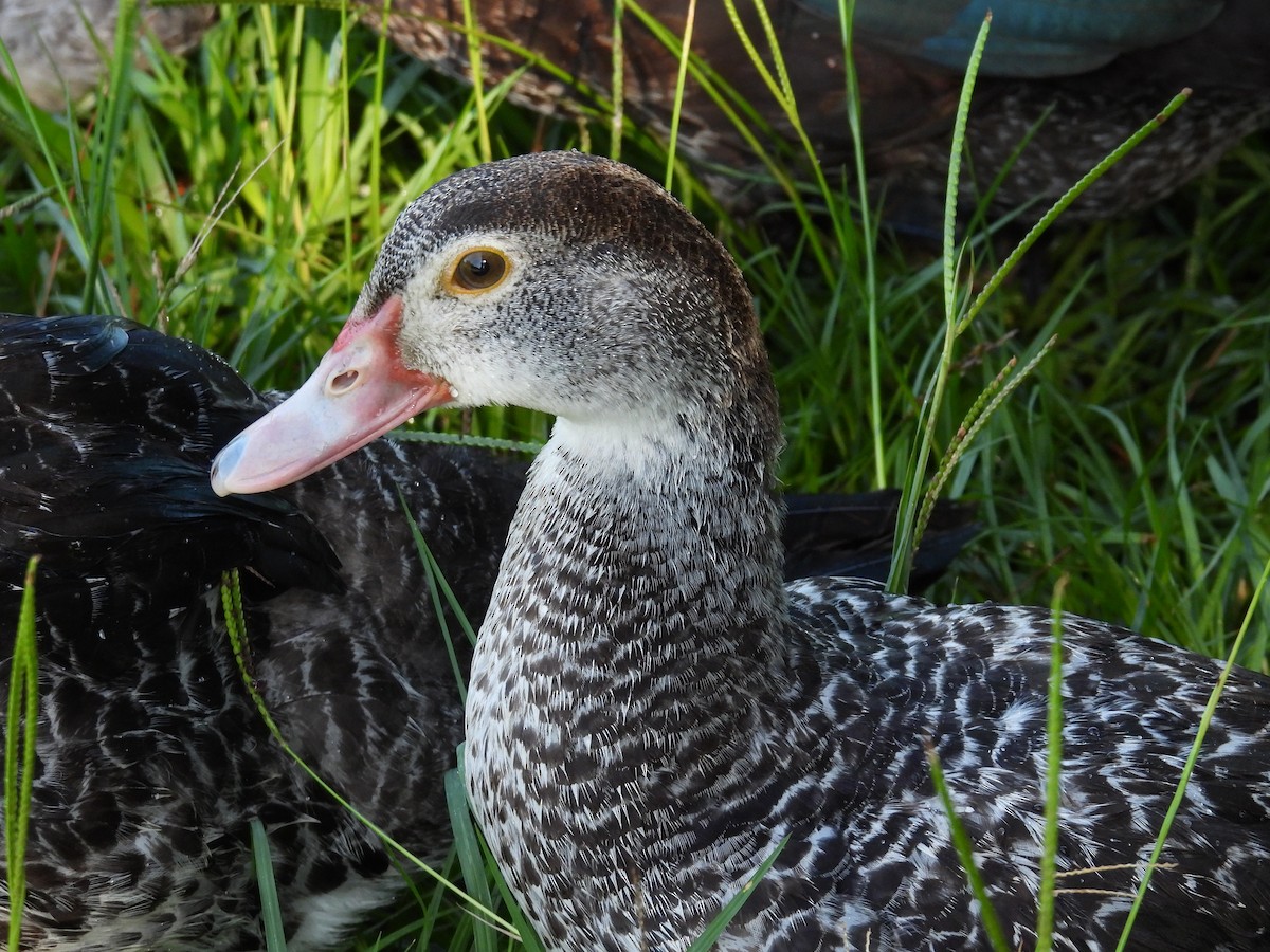 Muscovy Duck (Domestic type) - ML594044831