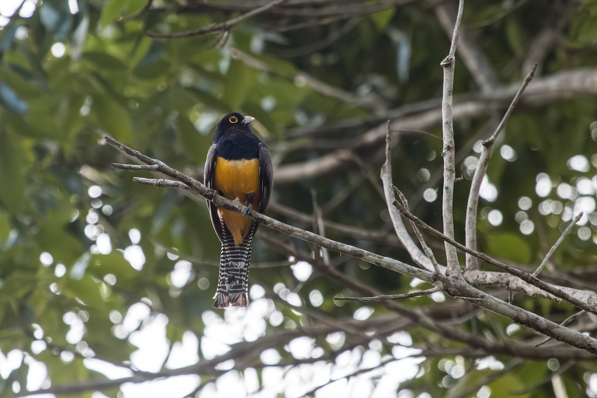 Gartered Trogon - ML594045451