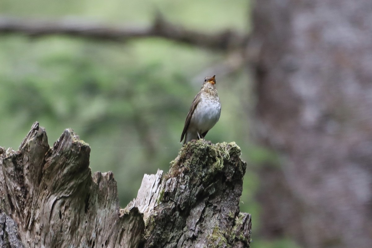 Swainson's Thrush - ML594045801