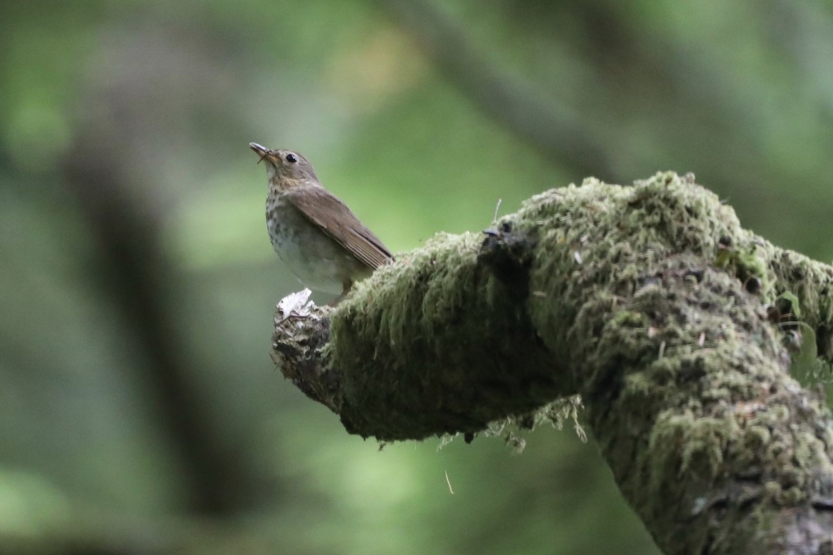 Swainson's Thrush - ML594045811