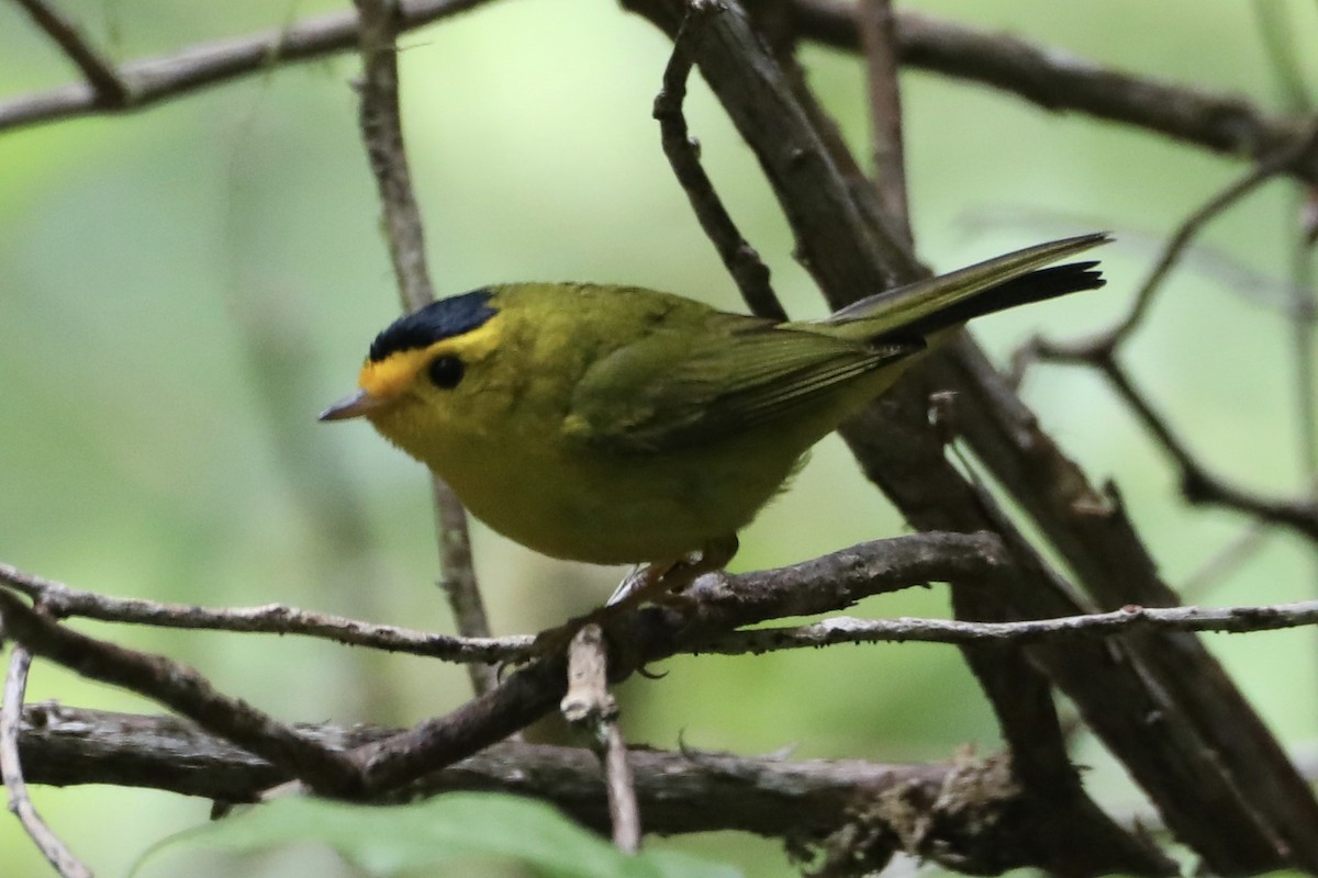 Wilson's Warbler - Ann Stockert