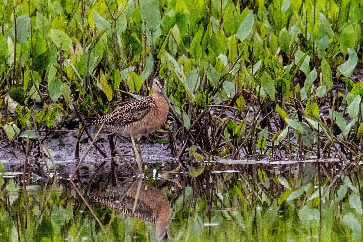 Short-billed Dowitcher - ML594047191