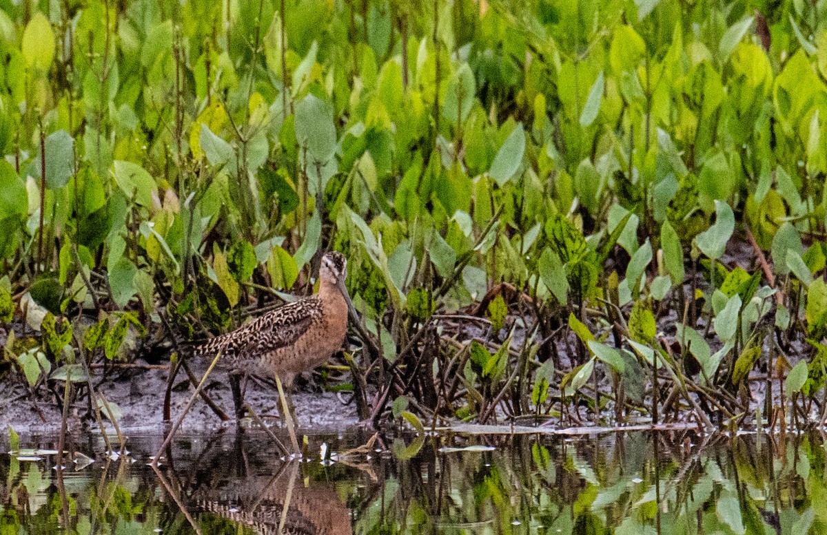 Short-billed Dowitcher - ML594047201