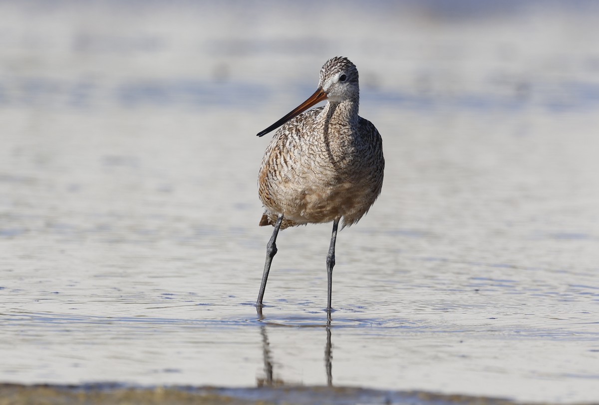 Marbled Godwit - ML594048391