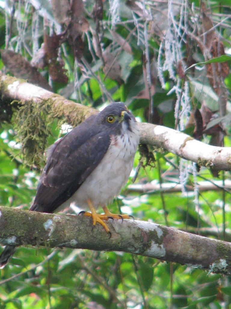 Slaty-backed Forest-Falcon - Bitty Roy