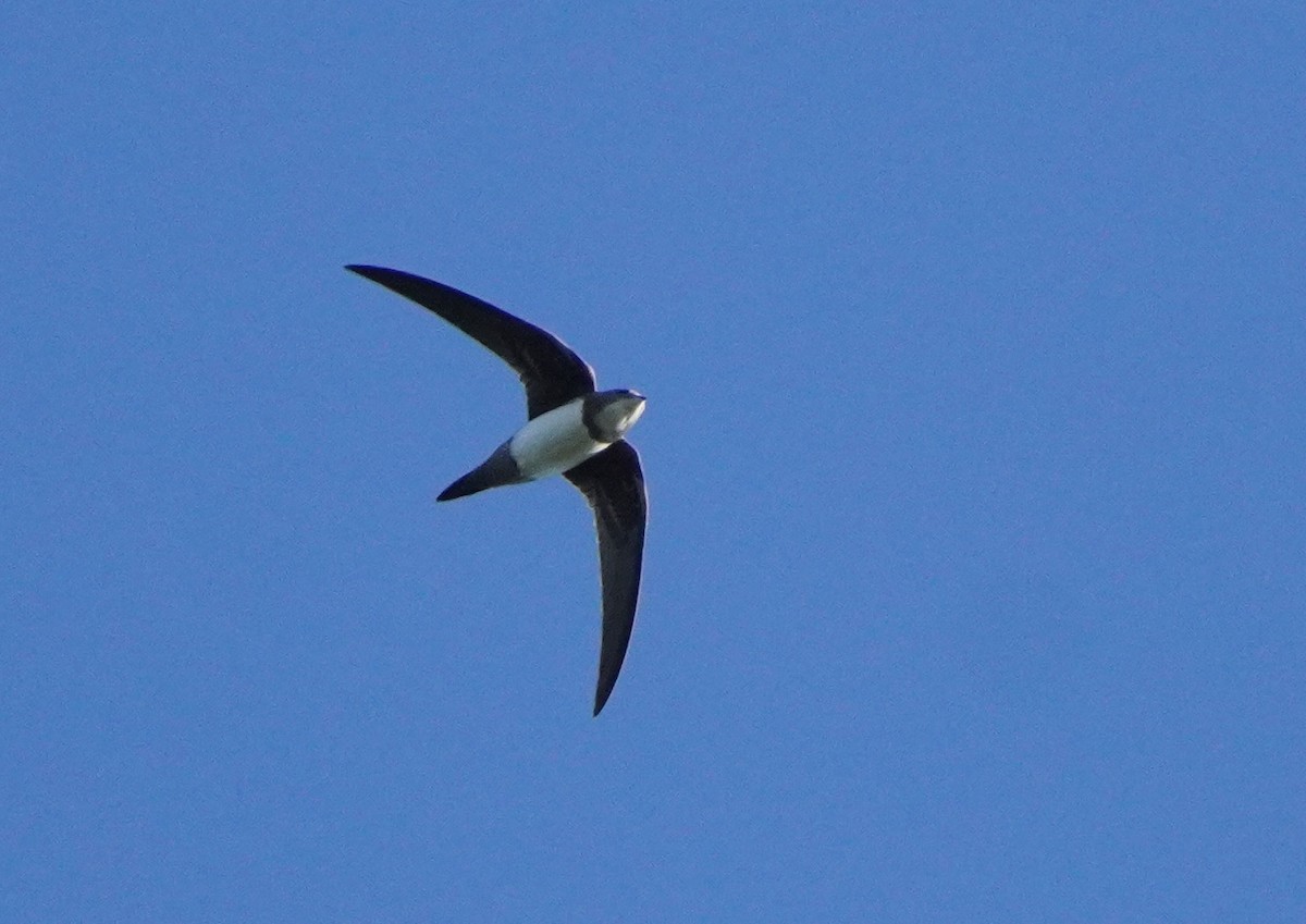 Alpine Swift - Yoni Roll