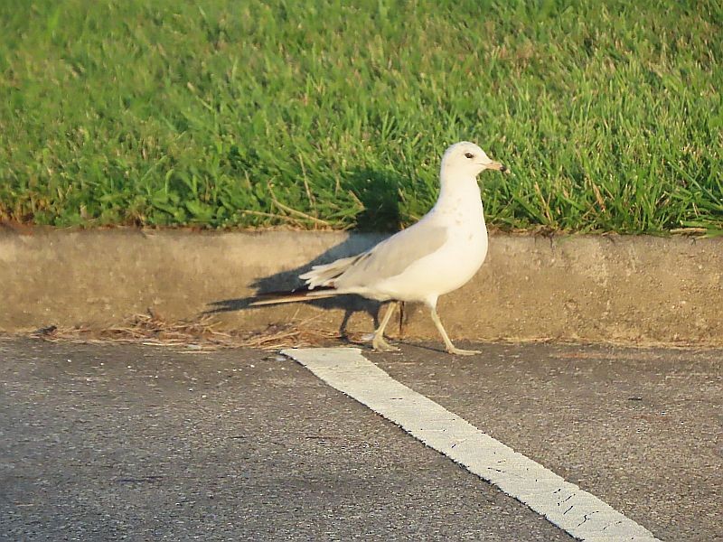 Ring-billed Gull - ML594050151