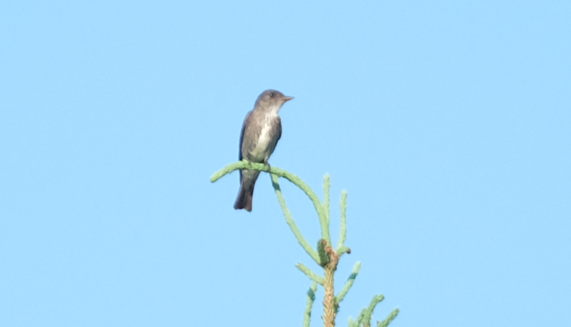 Olive-sided Flycatcher - Christian Gendreau