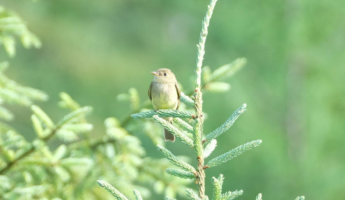 Yellow-bellied Flycatcher - ML594050321