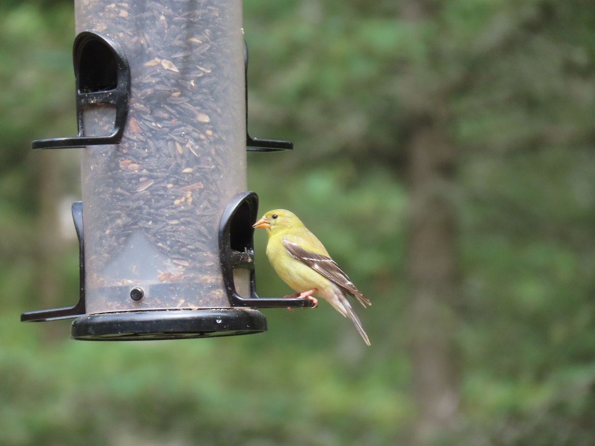 American Goldfinch - Mark O'Keefe