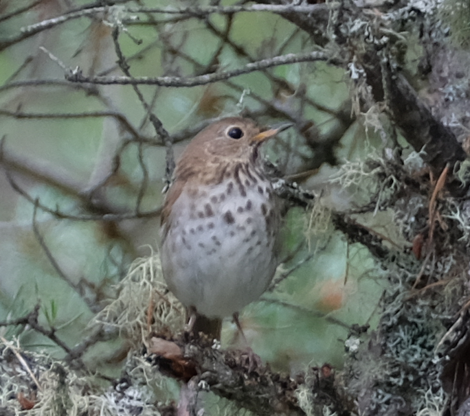 Hermit Thrush - ML594050391