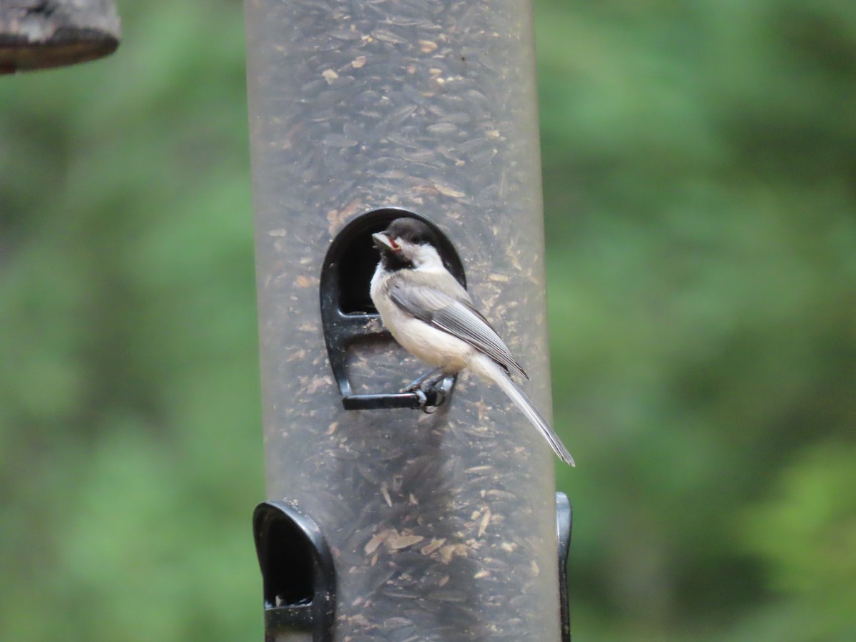 Black-capped Chickadee - Mark O'Keefe