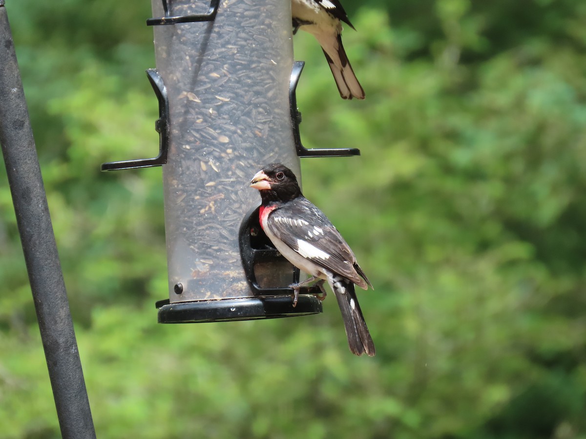 Rose-breasted Grosbeak - Mark O'Keefe