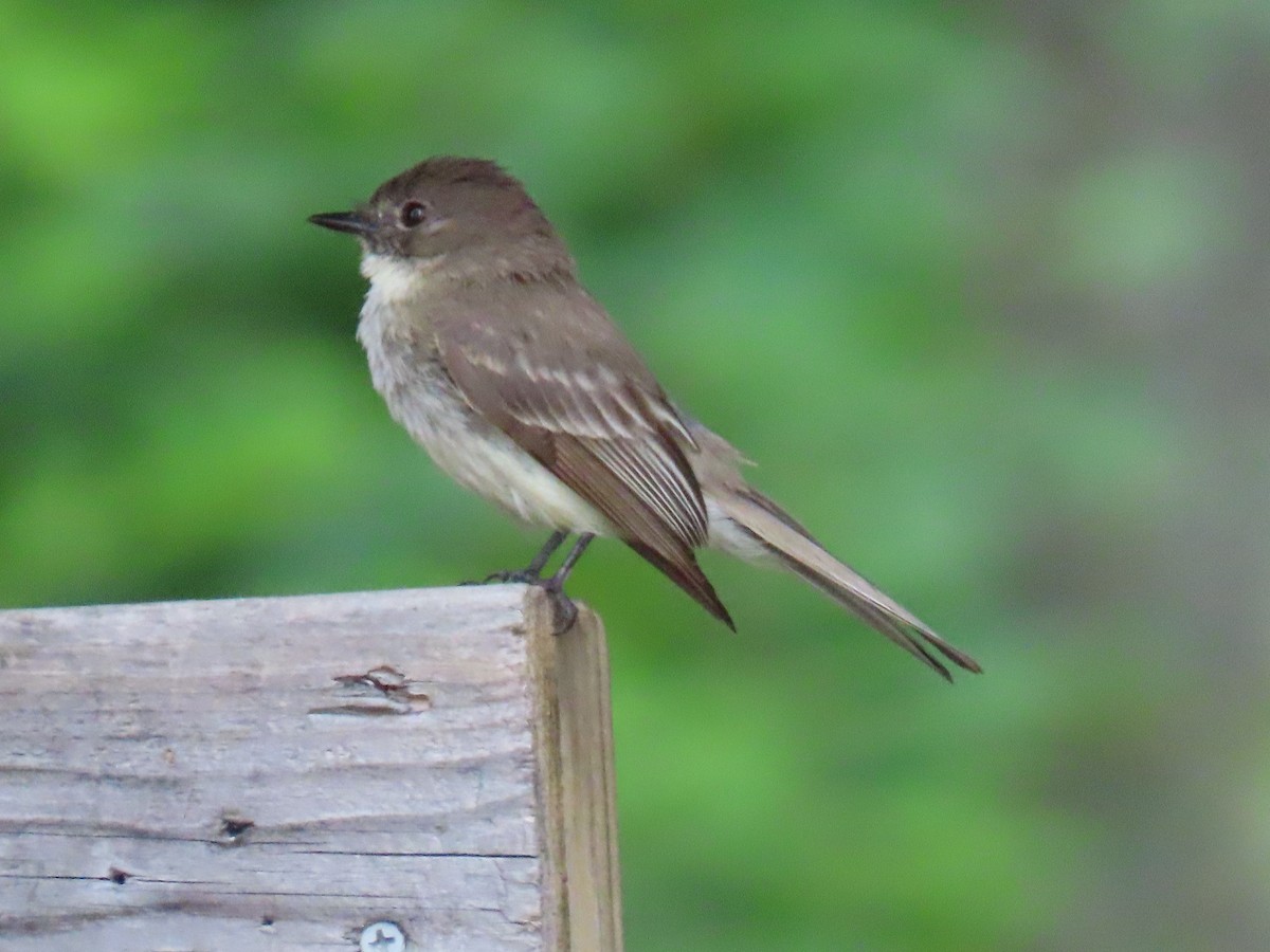 Eastern Phoebe - Mark O'Keefe