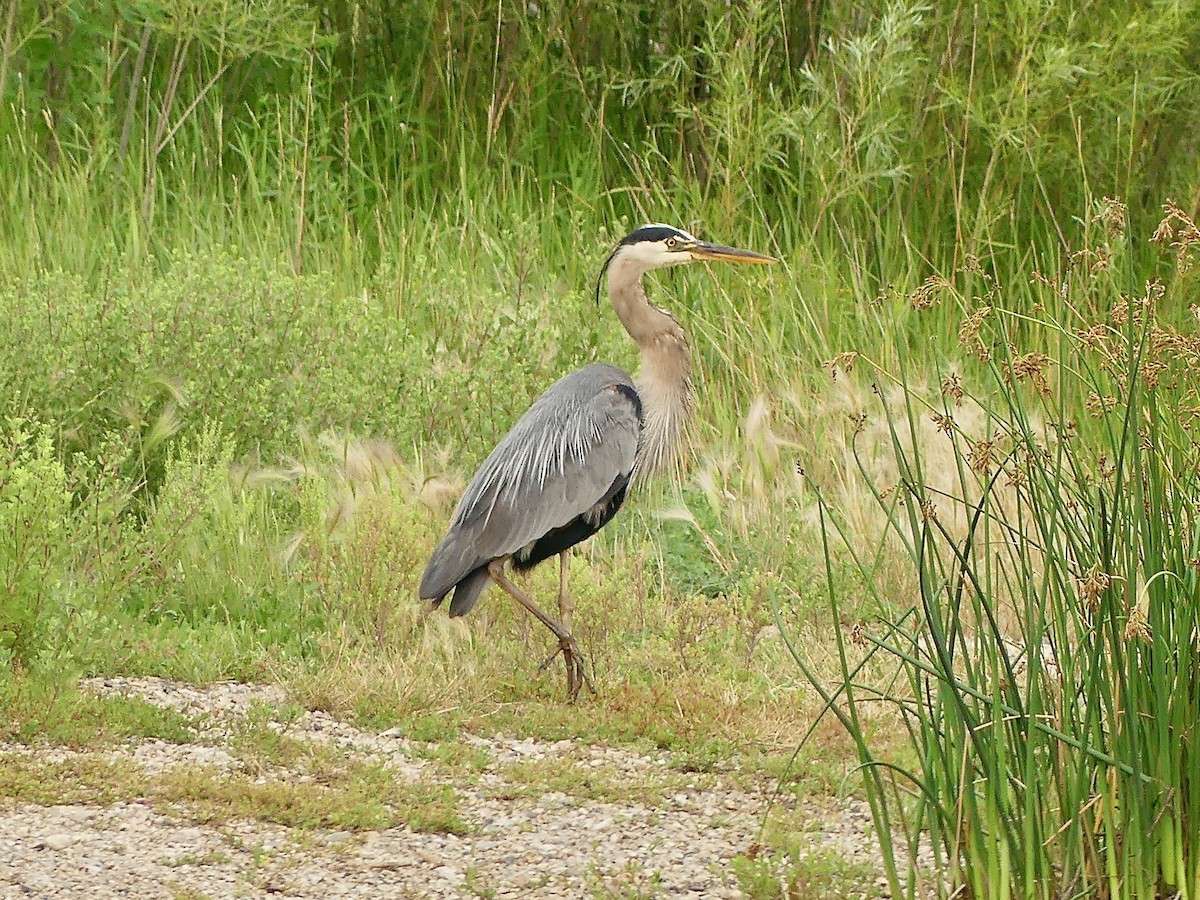 Garza Azulada - ML594050981