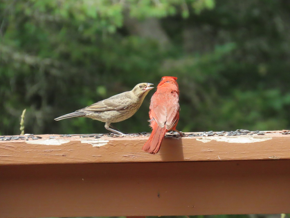 Northern Cardinal - Mark O'Keefe