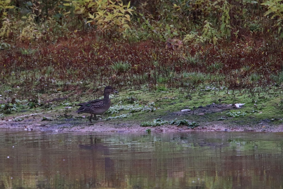 Green-winged Teal - Silas Würfl