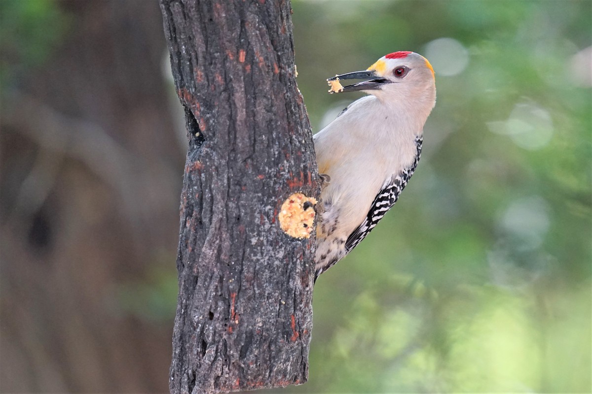 Golden-fronted Woodpecker - ML594052371