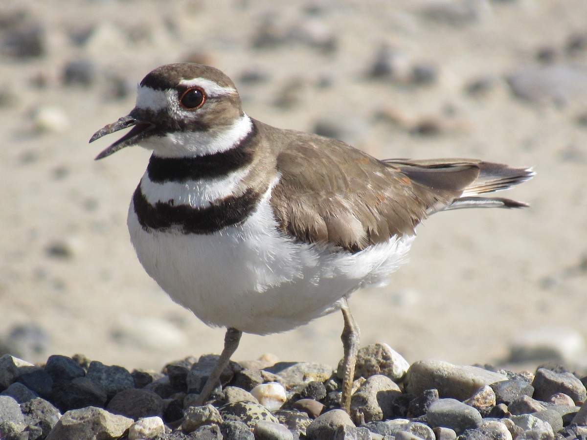 Killdeer - Jackson  Rudkin