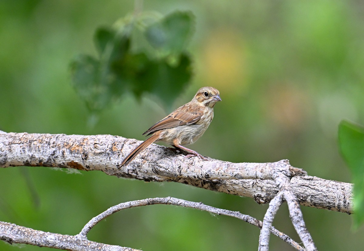 Song Sparrow - Kenneth Franklin